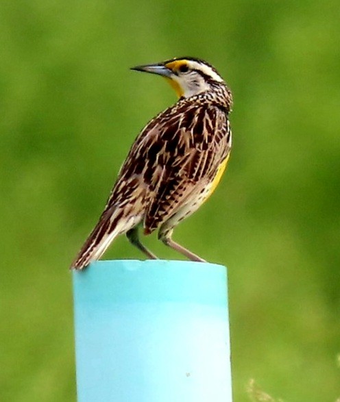 Eastern Meadowlark - ML451511171