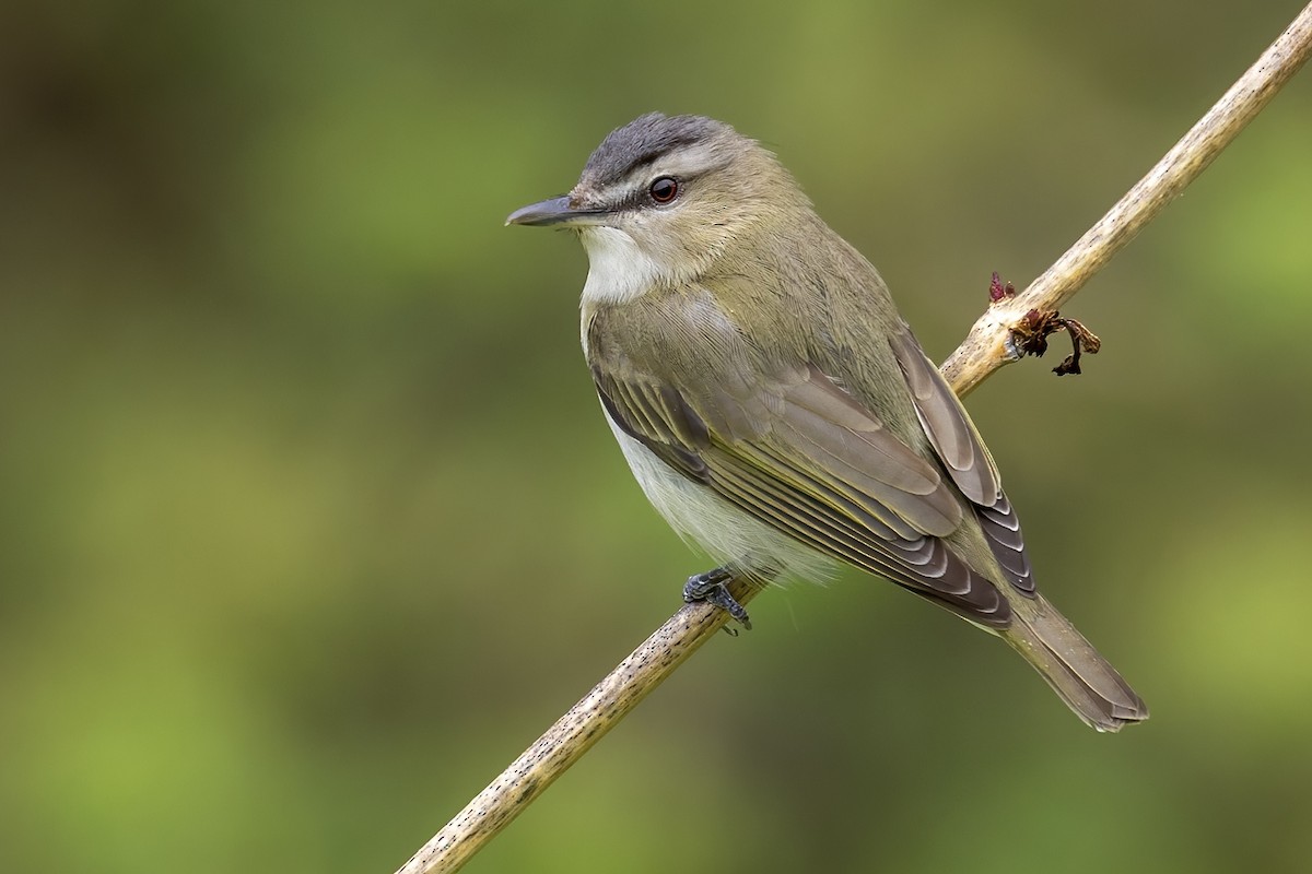 Red-eyed Vireo - Matt Felperin