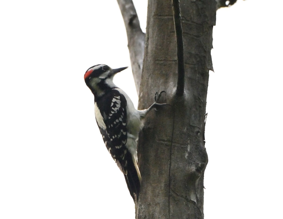 Hairy Woodpecker - ML451512281