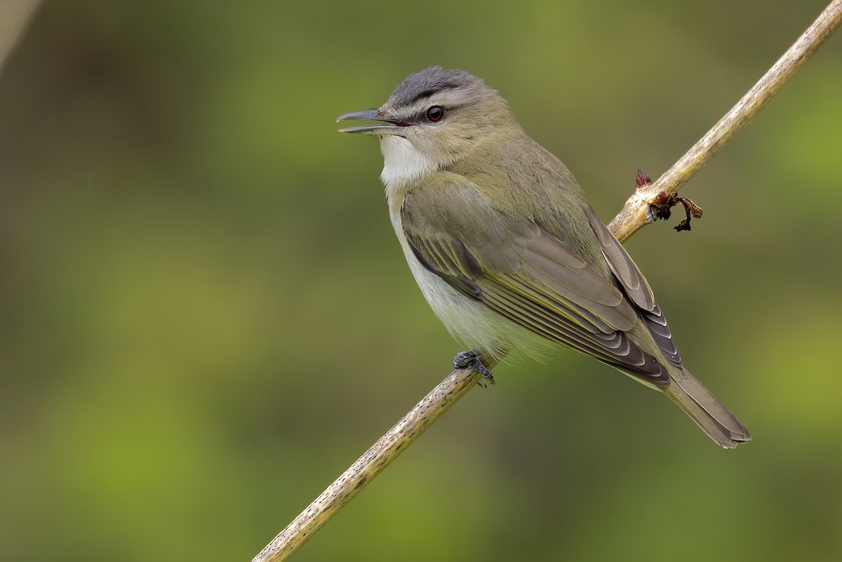 Red-eyed Vireo - ML451512341