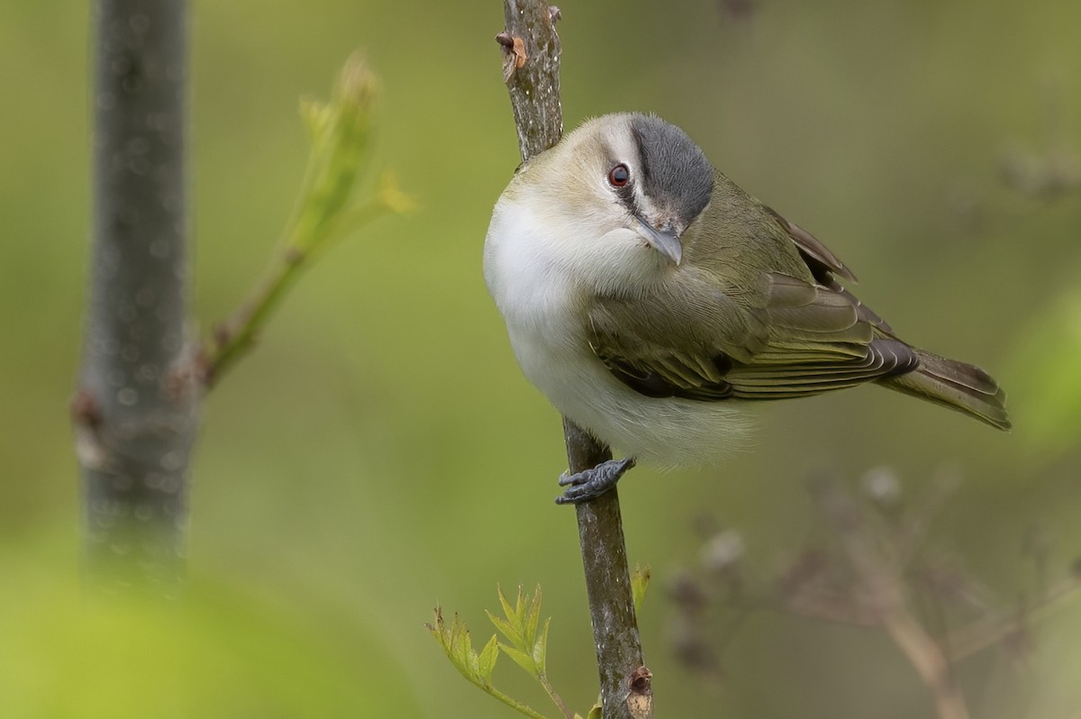 Red-eyed Vireo - ML451512351