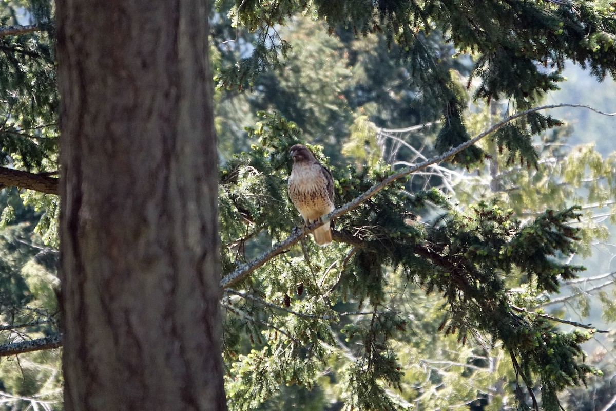 Red-tailed Hawk - ML451512591