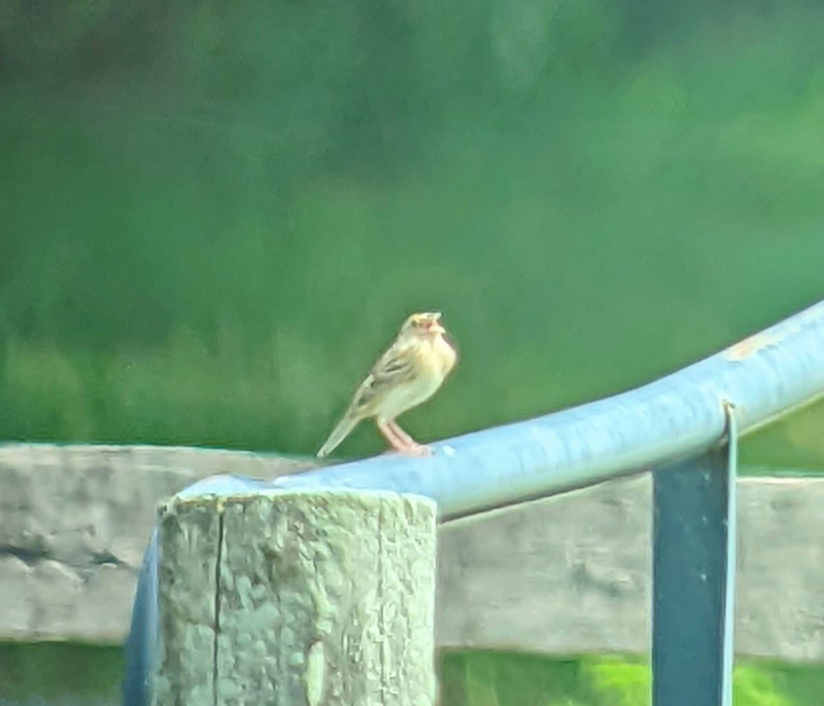 Grasshopper Sparrow - Teresa Noel