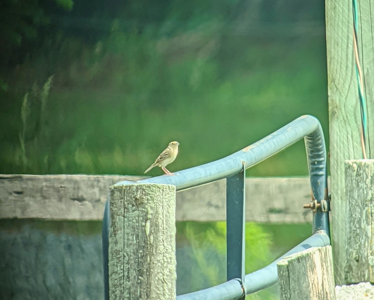 Grasshopper Sparrow - Teresa Noel