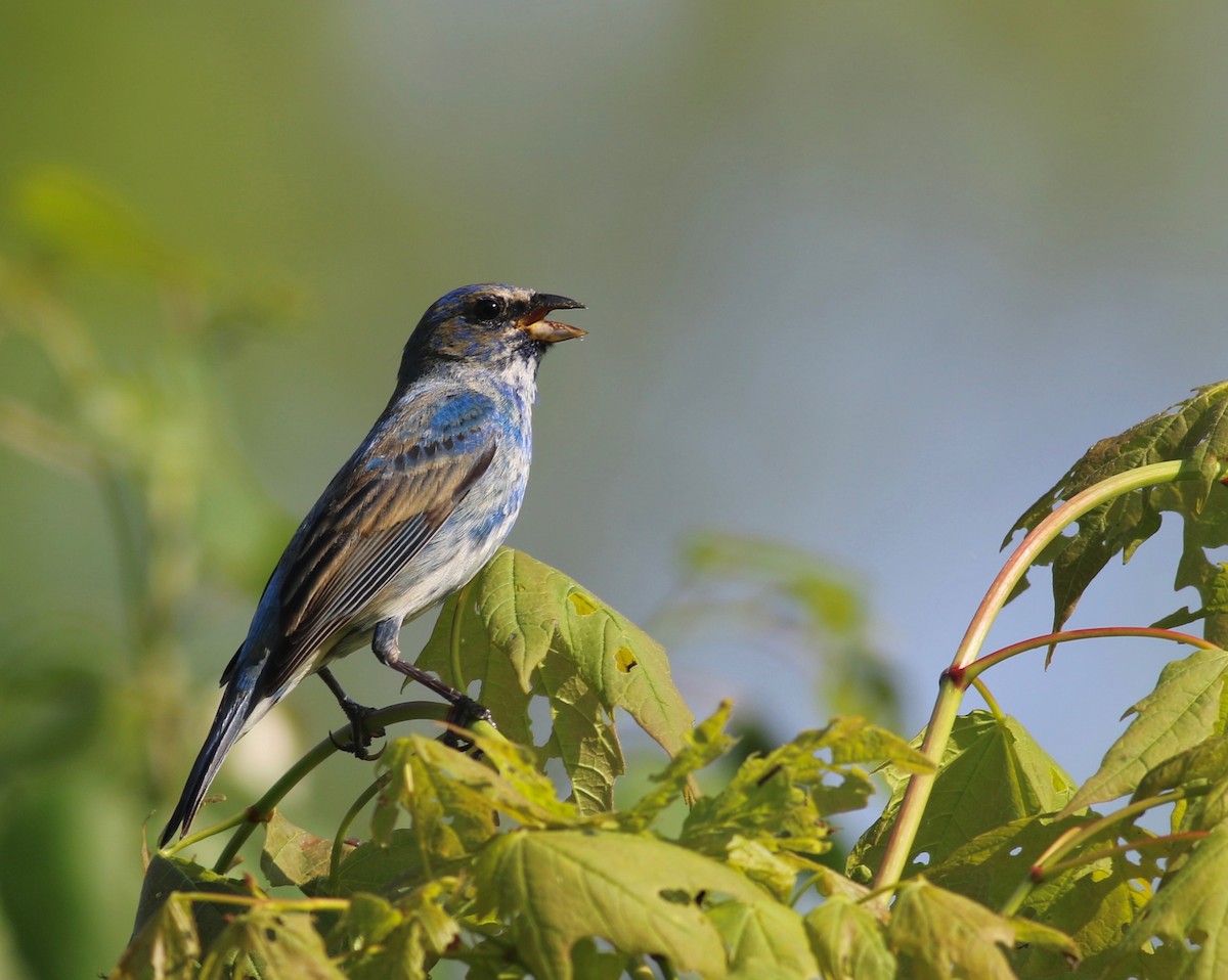 Indigo Bunting - ML451514411