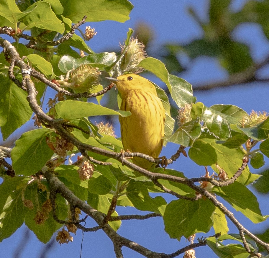 Yellow Warbler (Northern) - ML451515921