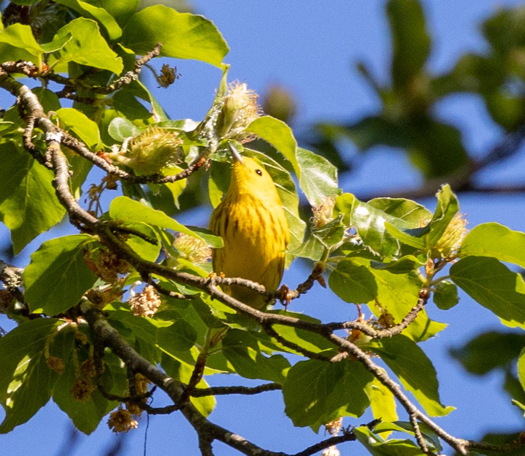 Yellow Warbler (Northern) - ML451516021