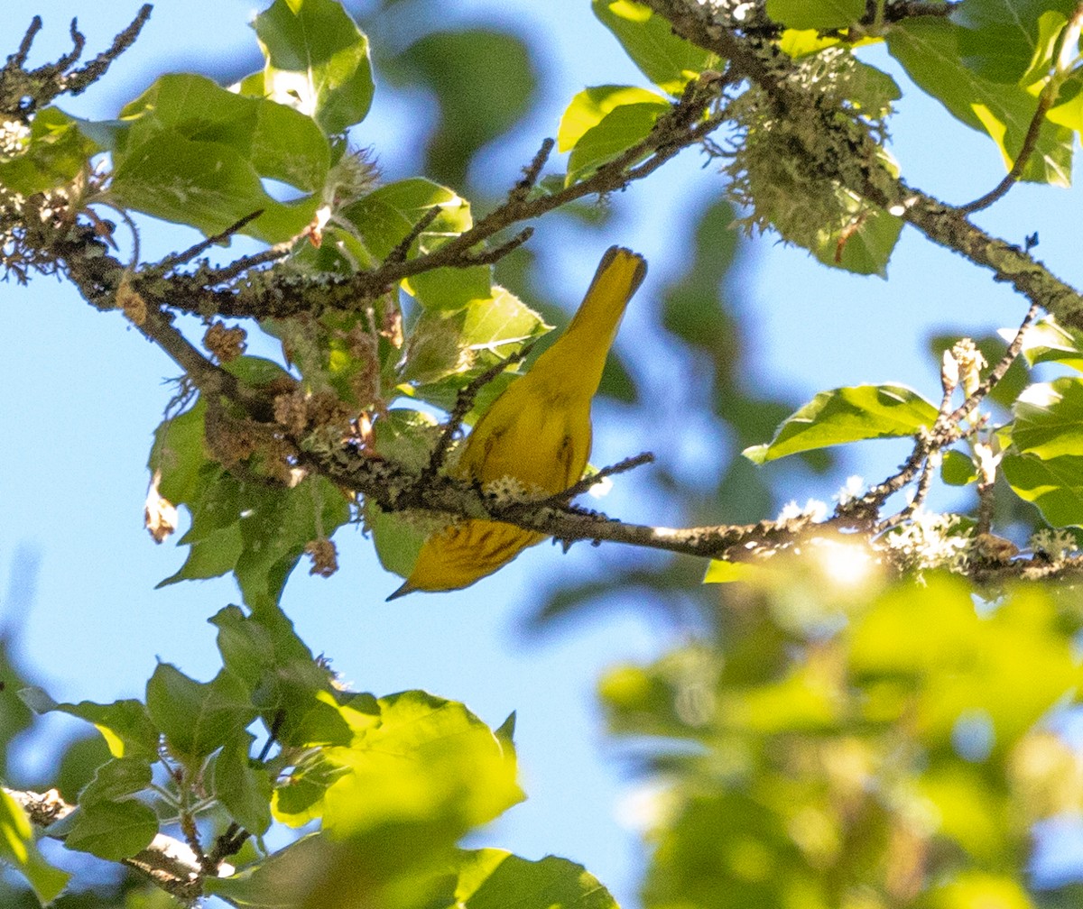 Yellow Warbler (Northern) - ML451516101
