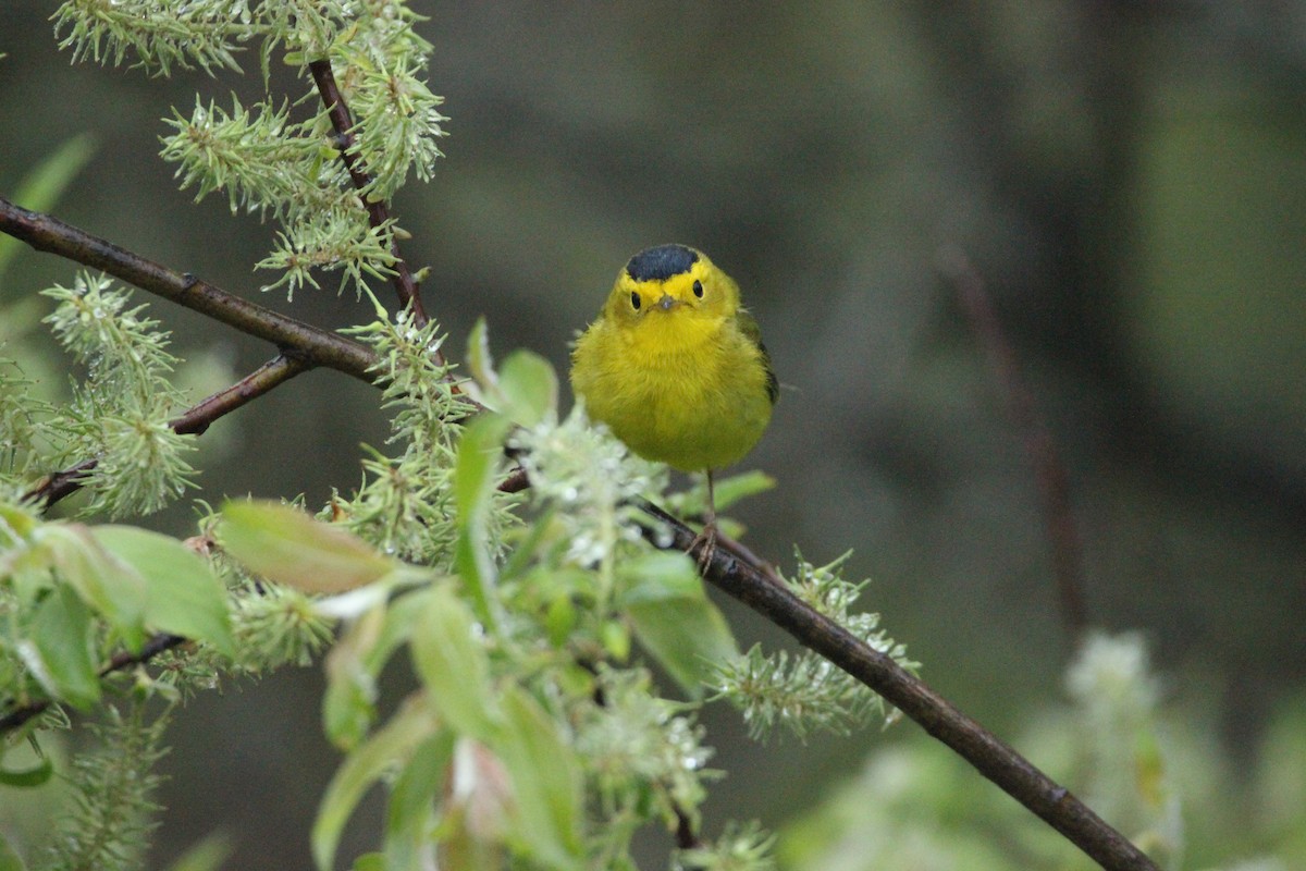 Wilson's Warbler - ML451516601