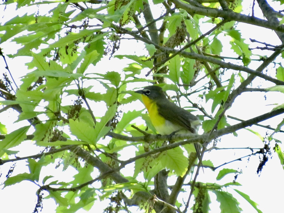 Yellow-breasted Chat - ML451517241