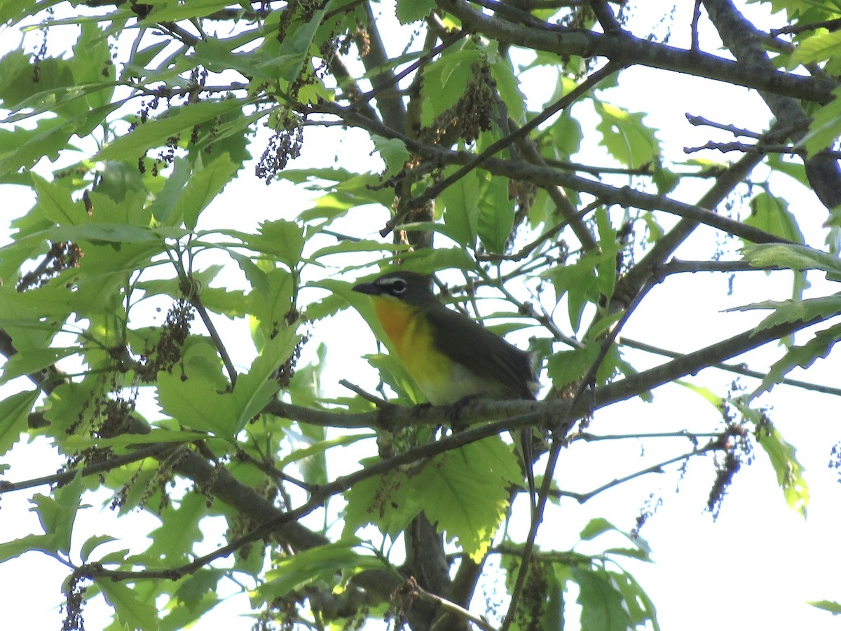 Yellow-breasted Chat - ML451517261