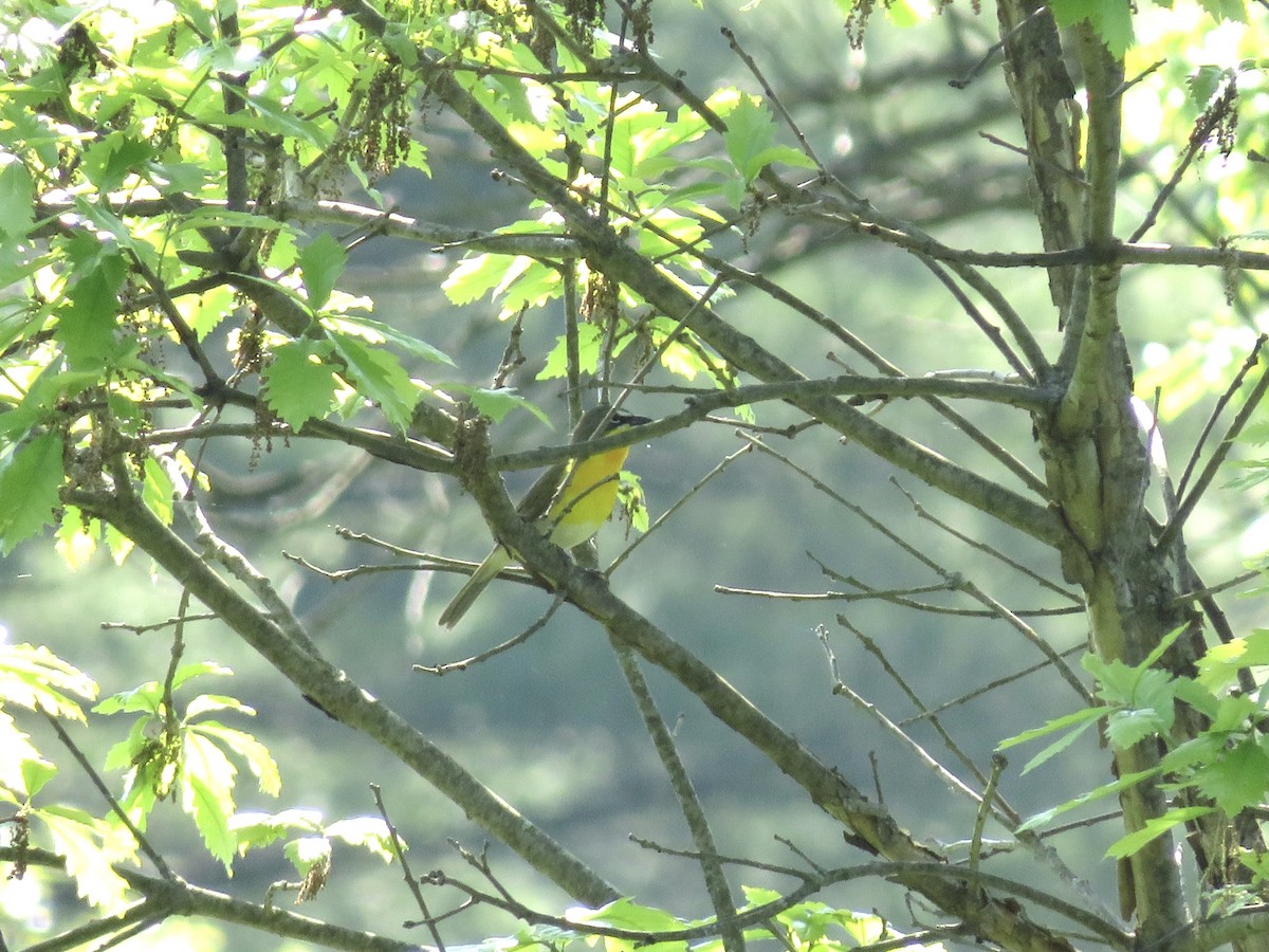 Yellow-breasted Chat - ML451517271