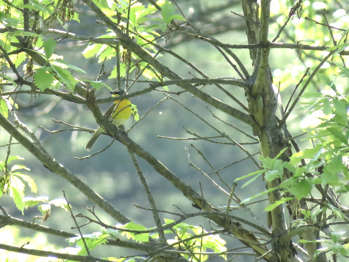 Yellow-breasted Chat - ML451517291