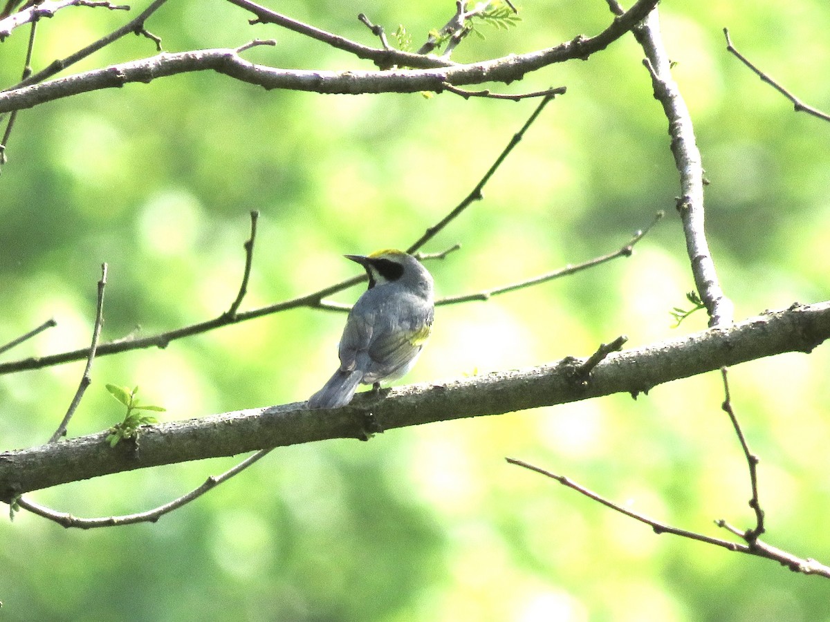 Golden-winged Warbler - ML451517481