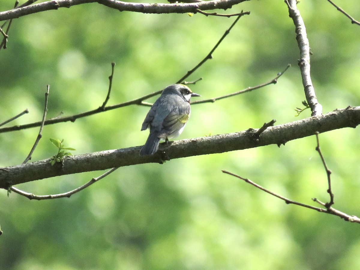 Golden-winged Warbler - ML451517501