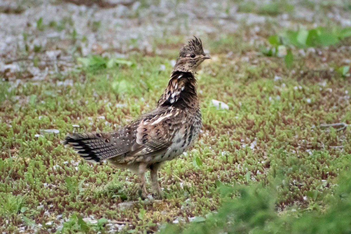 Ruffed Grouse - ML451517531