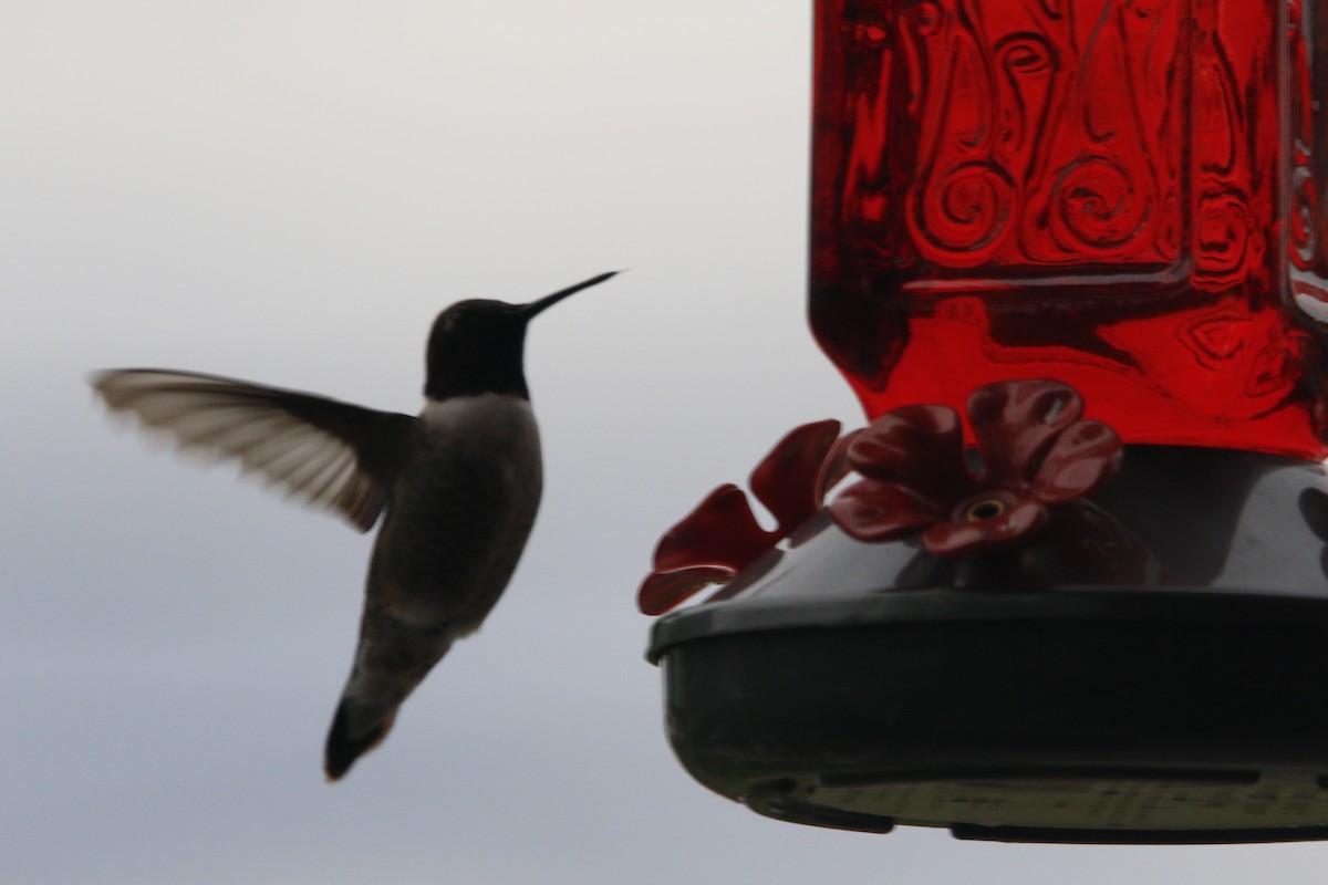 Black-chinned Hummingbird - ML451518011