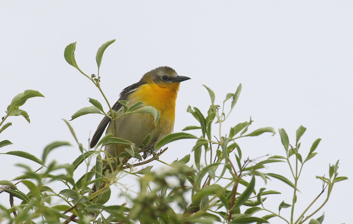 Yellow-breasted Chat x Hooded Oriole (hybrid) - ML451518141