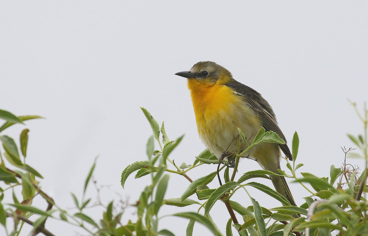 Yellow-breasted Chat x Hooded Oriole (hybrid) - ML451518171