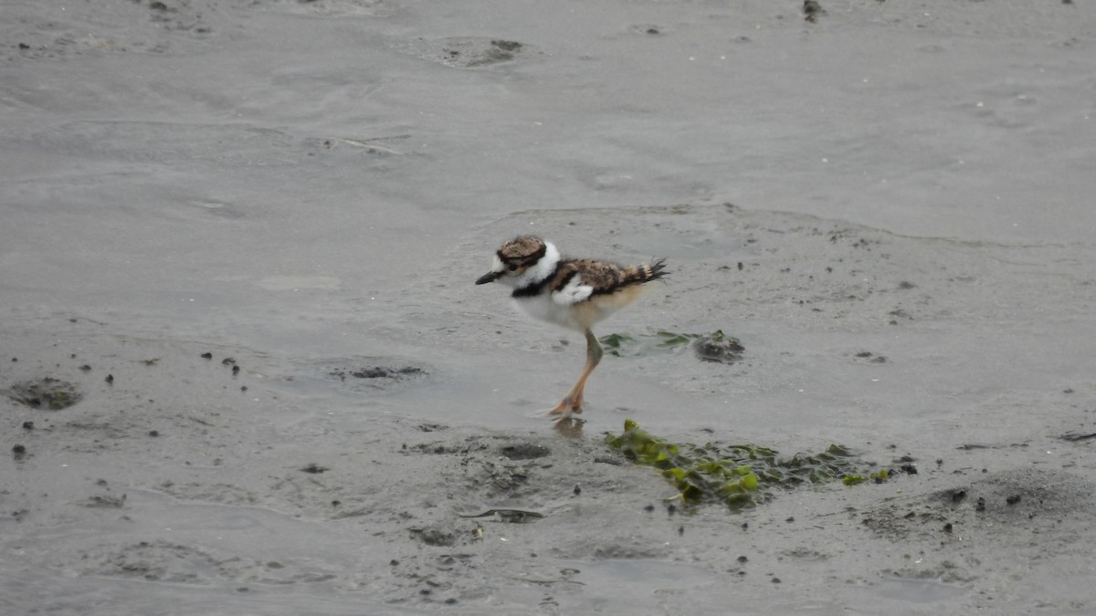 Killdeer - ML451519431