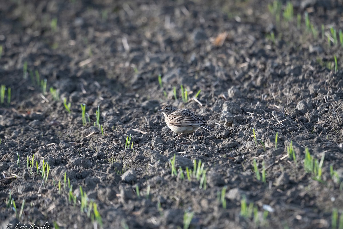 Eurasian Skylark (European) - Eric Francois Roualet