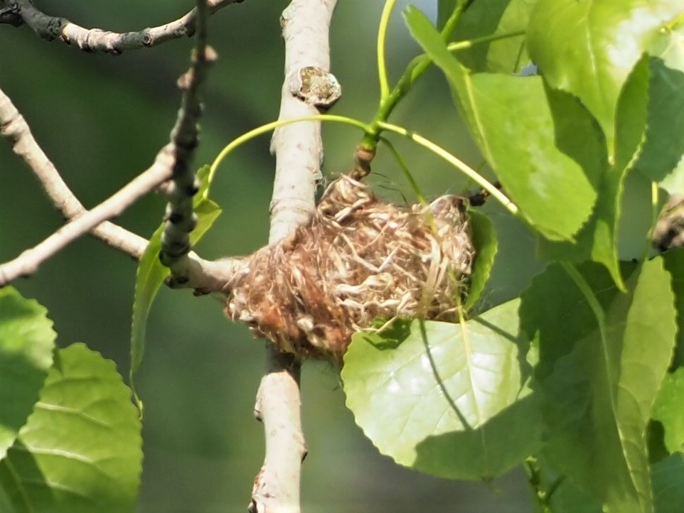 Warbling Vireo - Sarah Preston