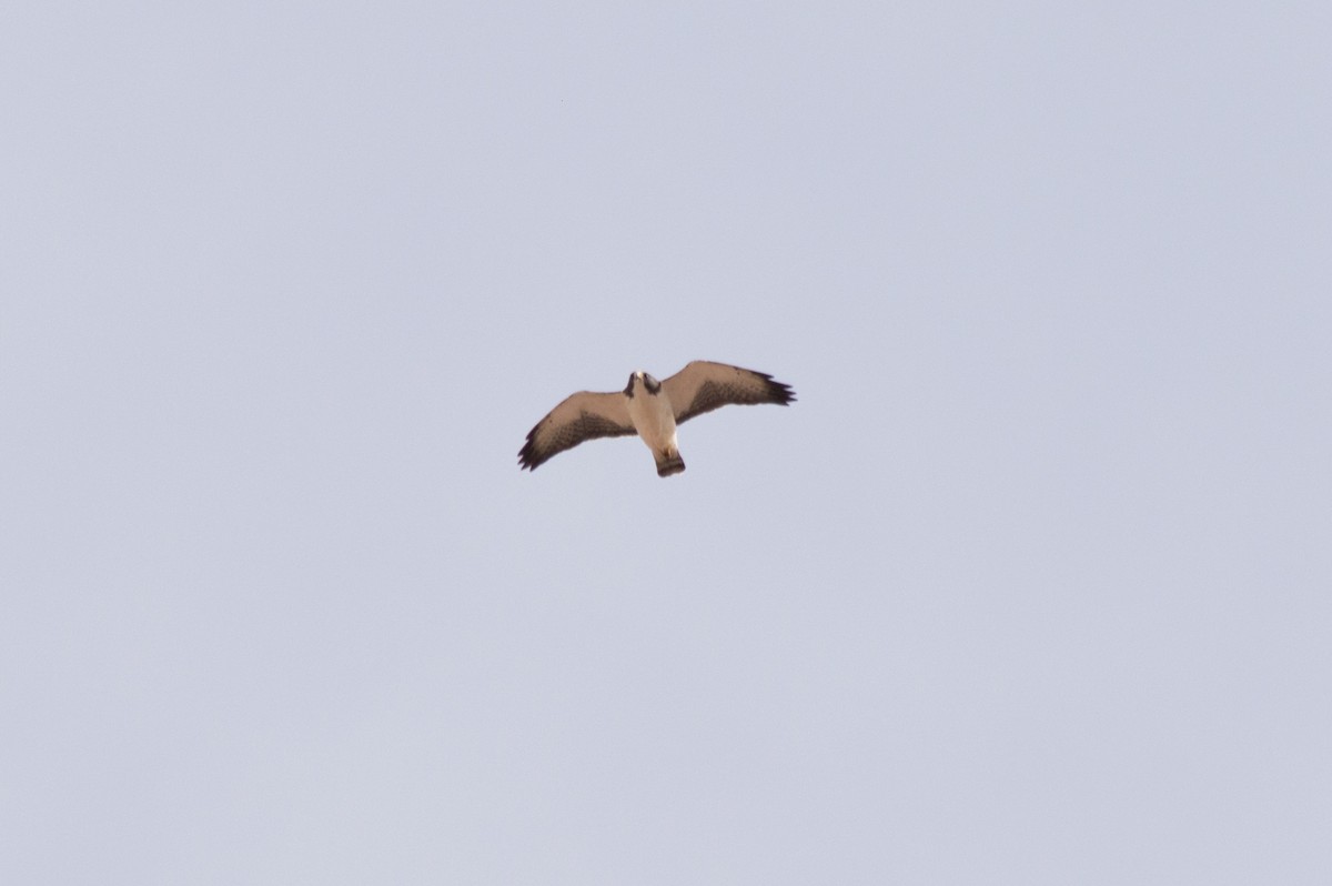 Short-tailed Hawk - ML451520881