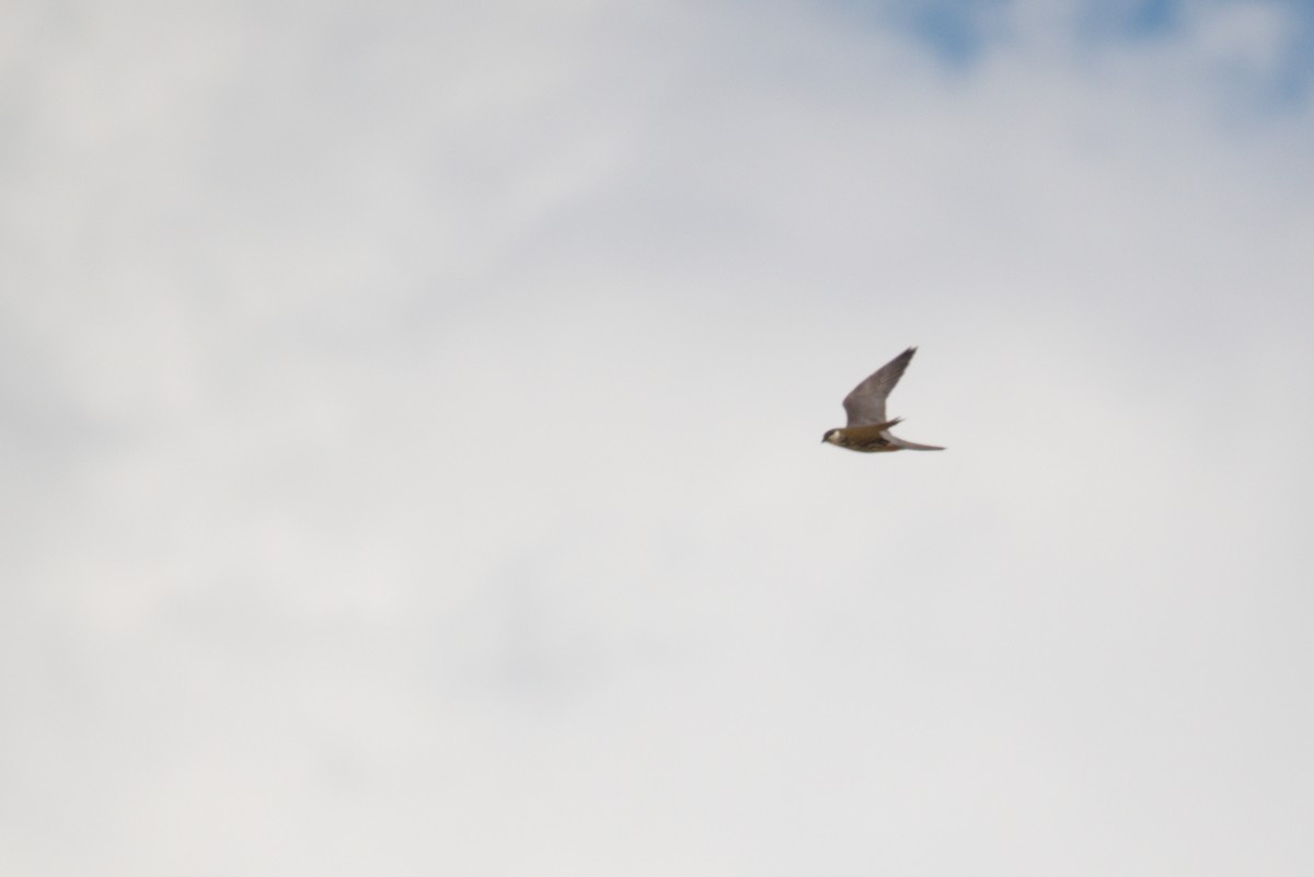 Eurasian Hobby - ML451523901