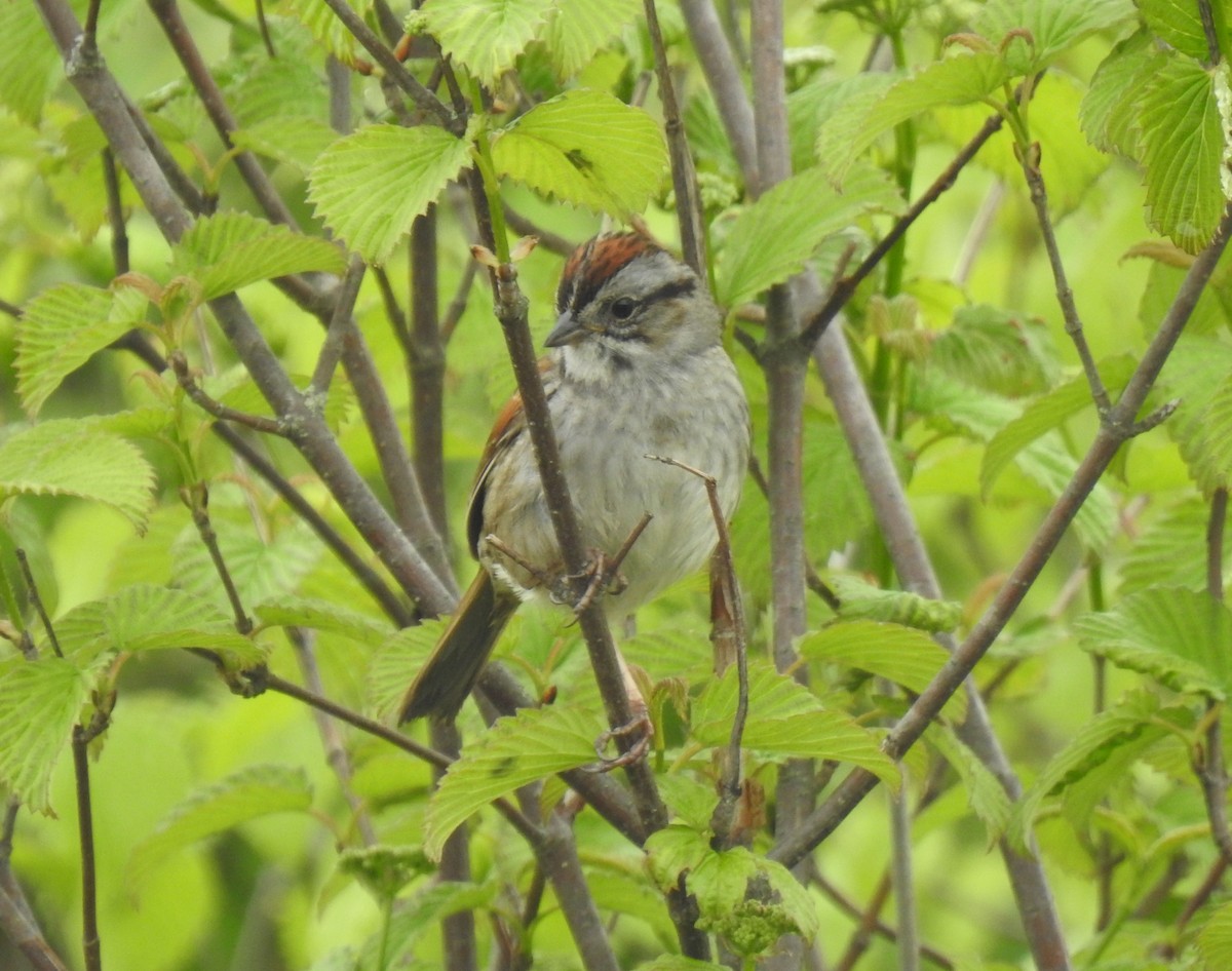 Swamp Sparrow - ML451524381