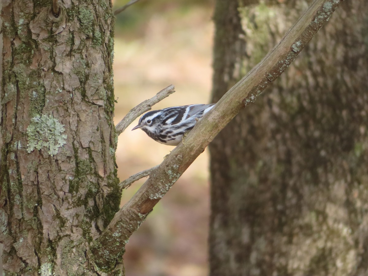 Black-and-white Warbler - ML451524441