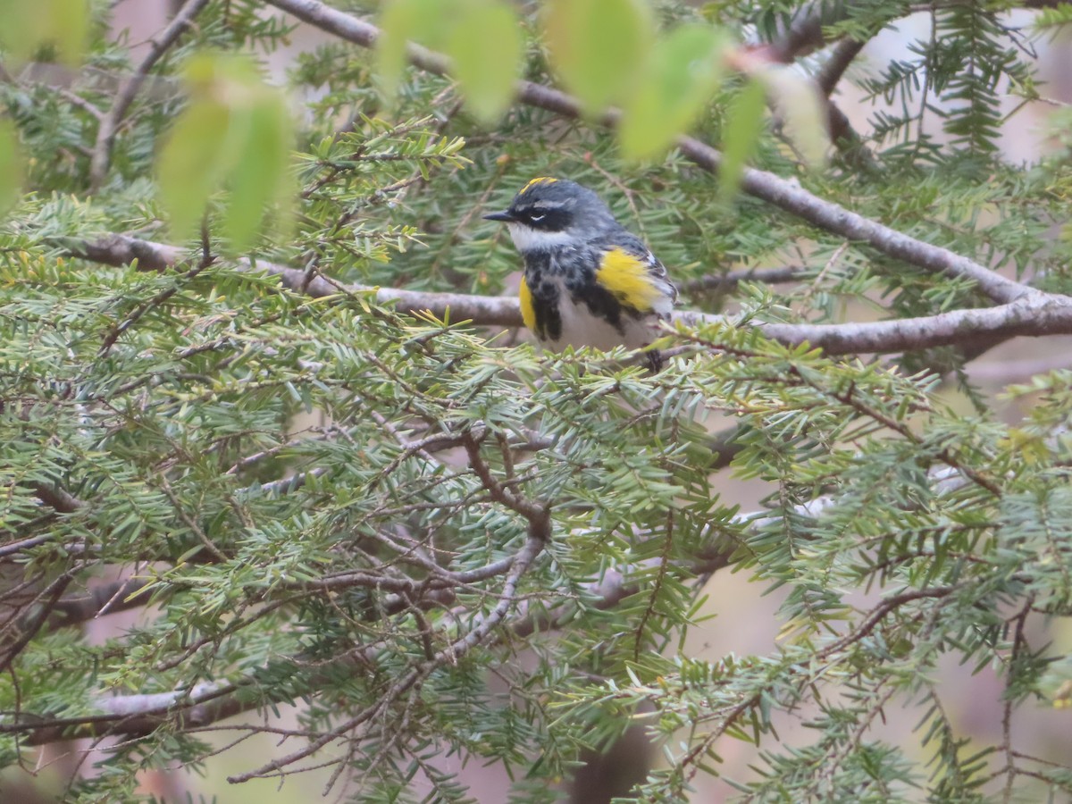 Yellow-rumped Warbler - ML451525341