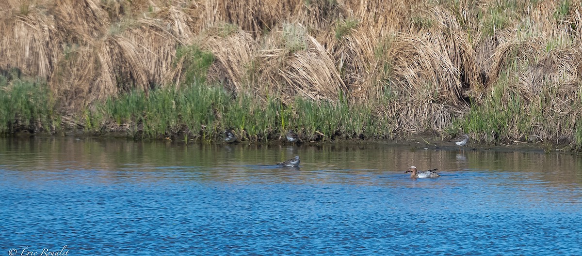 Garganey - Eric Francois Roualet