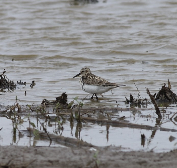 White-rumped Sandpiper - ML451525591