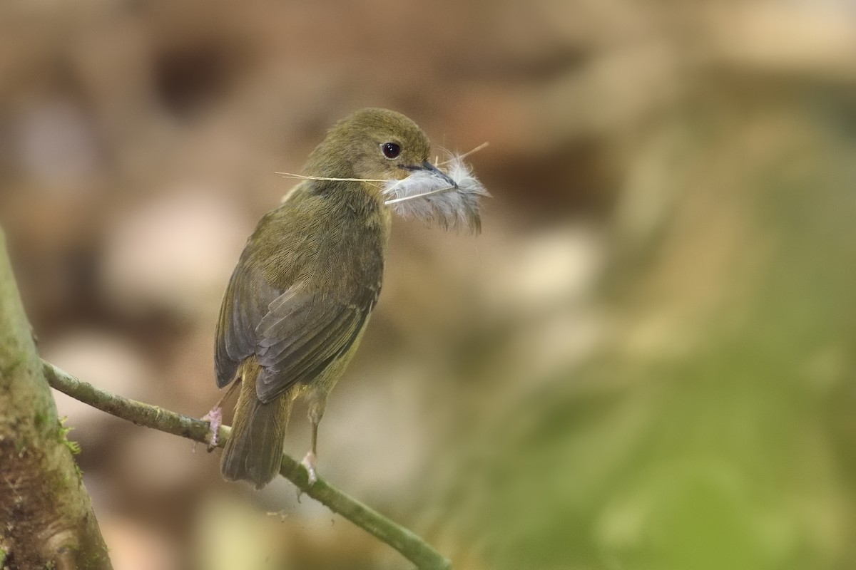 Atherton Scrubwren - ML451525951