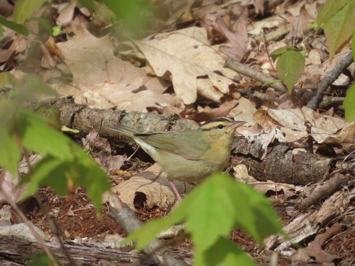 Worm-eating Warbler - ML451527181