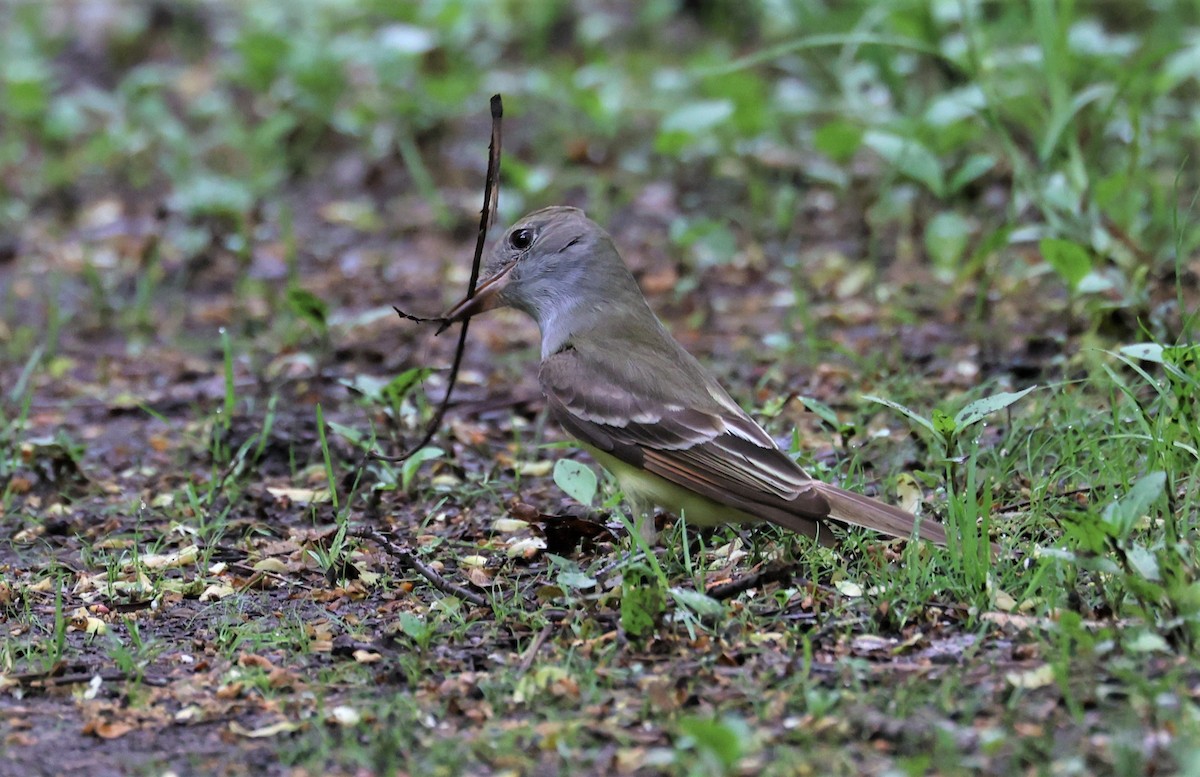 Great Crested Flycatcher - ML451527371