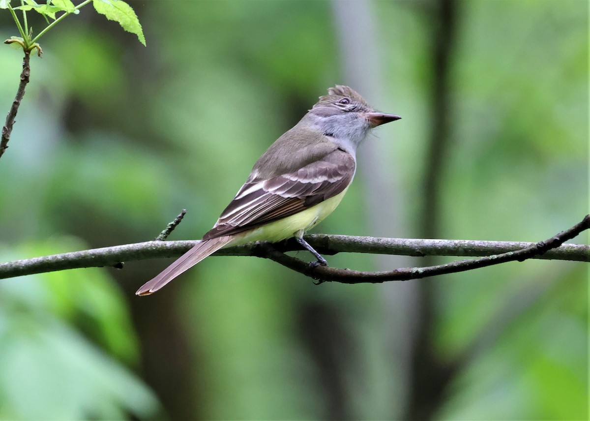 Great Crested Flycatcher - ML451527391