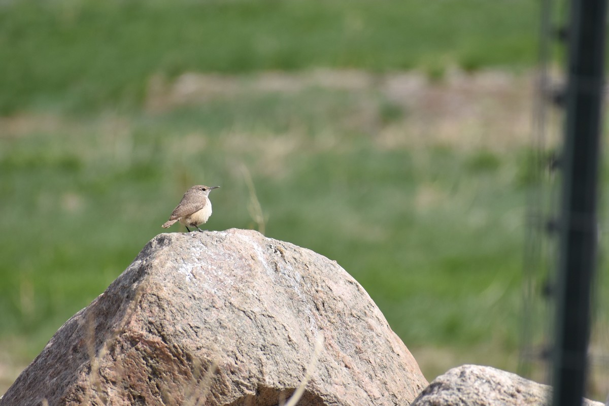 Rock Wren - ML451527451