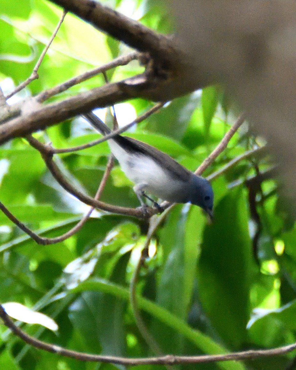 Black-naped Monarch - ML451527541