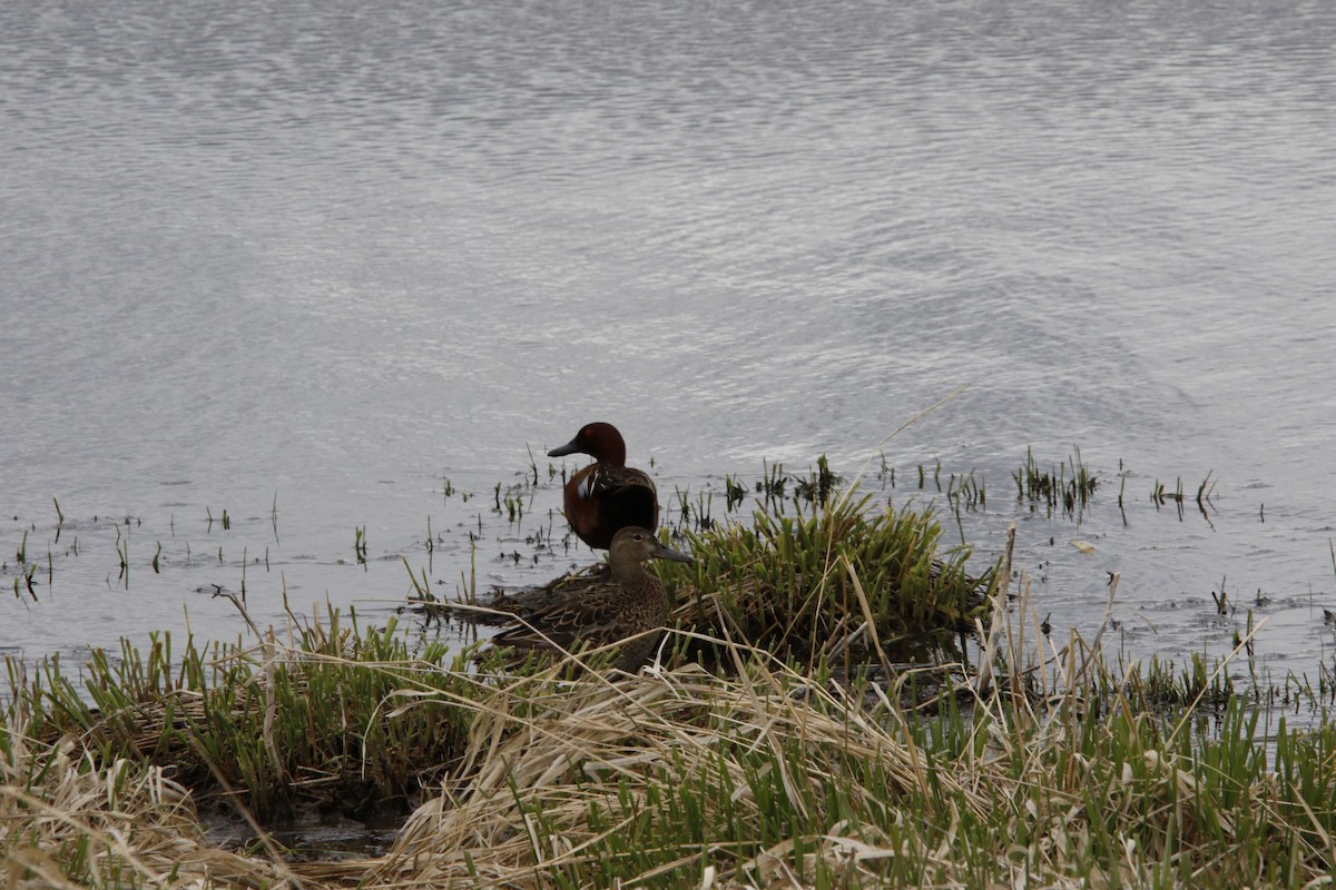 Cinnamon Teal - ML451527601