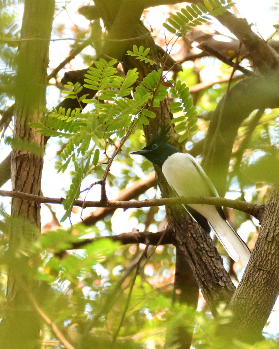 Indian Paradise-Flycatcher - ML451527691