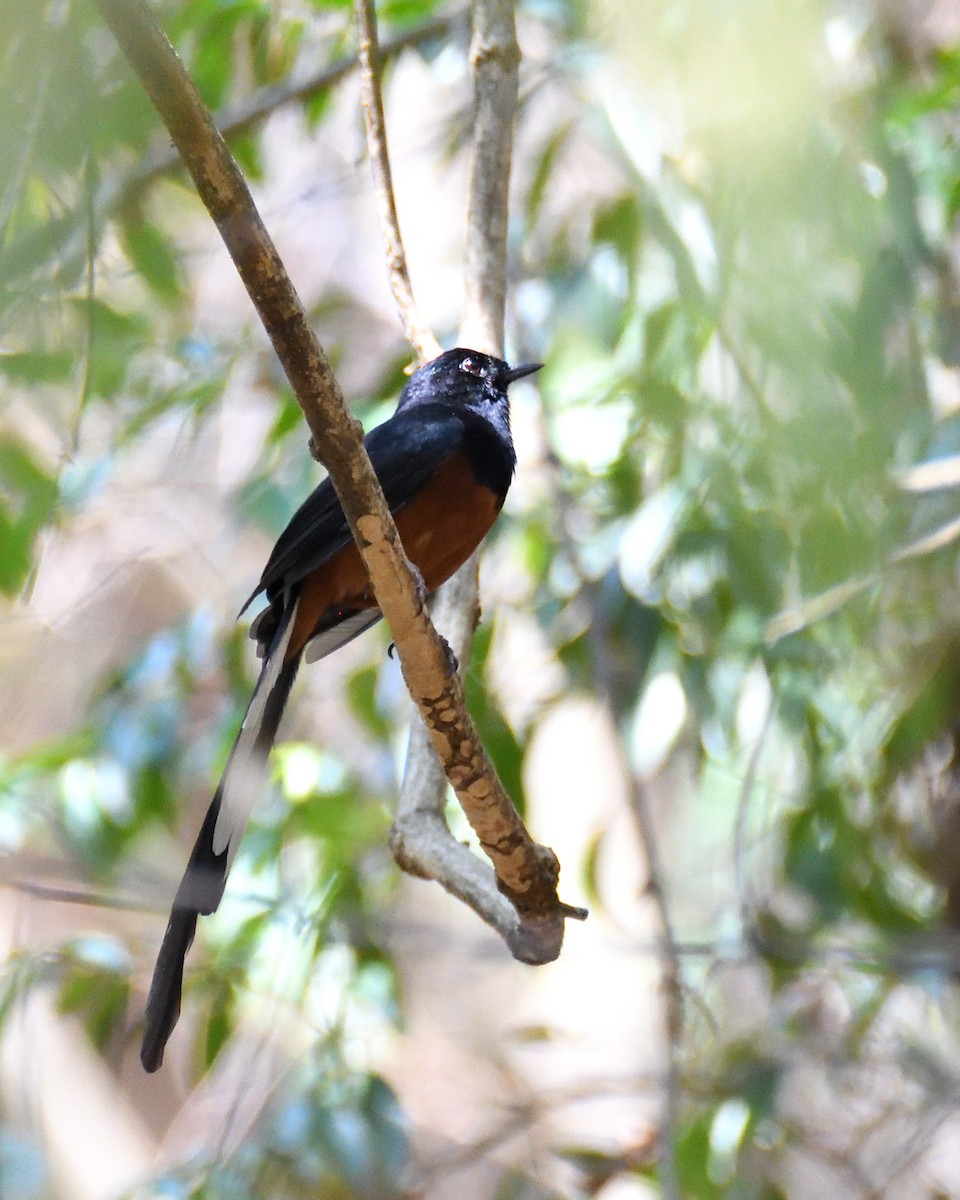 White-rumped Shama - ML451528101