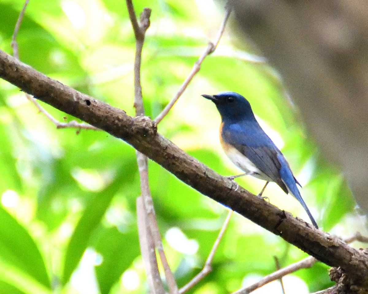 Blue-throated Flycatcher - ML451528471