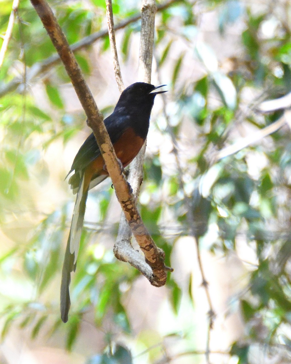 White-rumped Shama - ML451528731