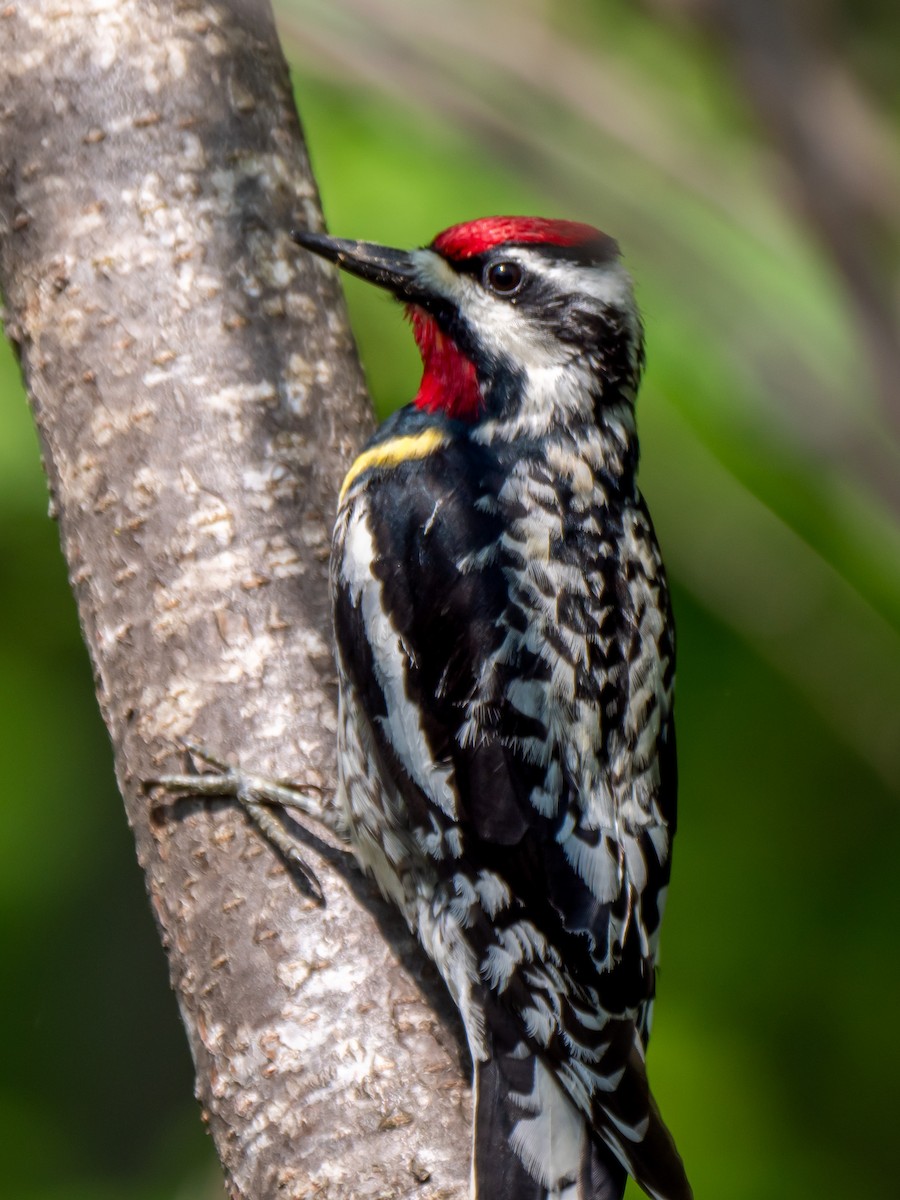 Yellow-bellied Sapsucker - ML451530671