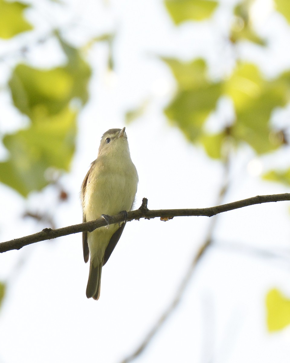 Warbling Vireo - Ginette Brosseau