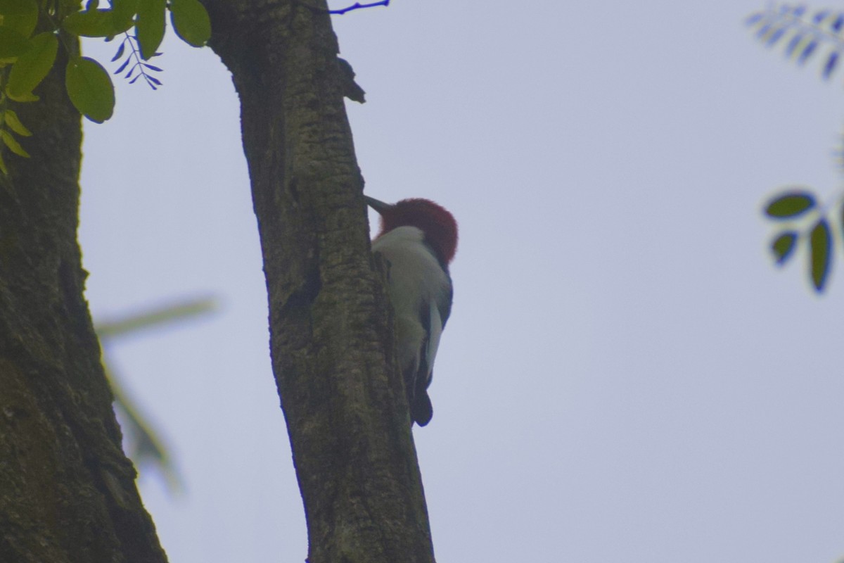 Red-headed Woodpecker - ML451532491