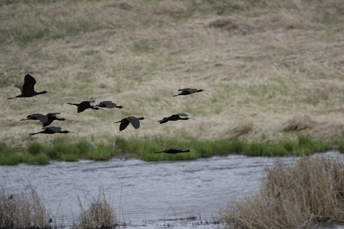 White-faced Ibis - ML451532531