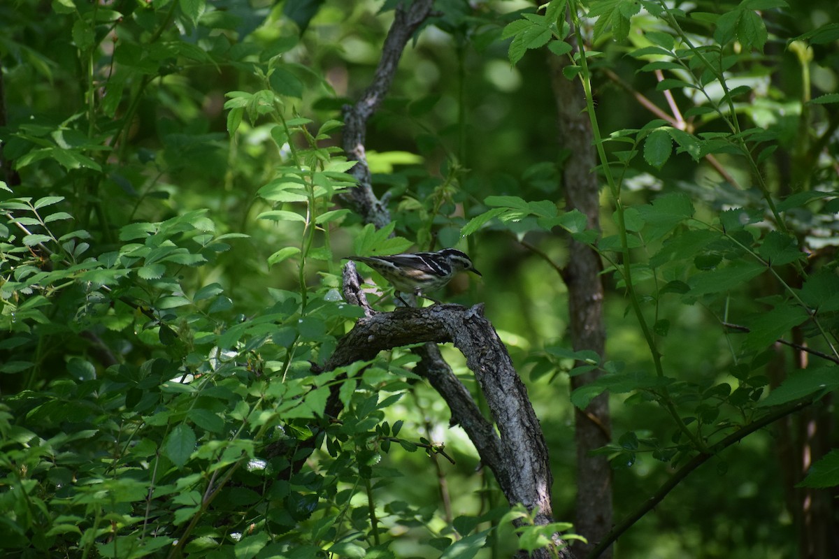 Black-and-white Warbler - ML451533641