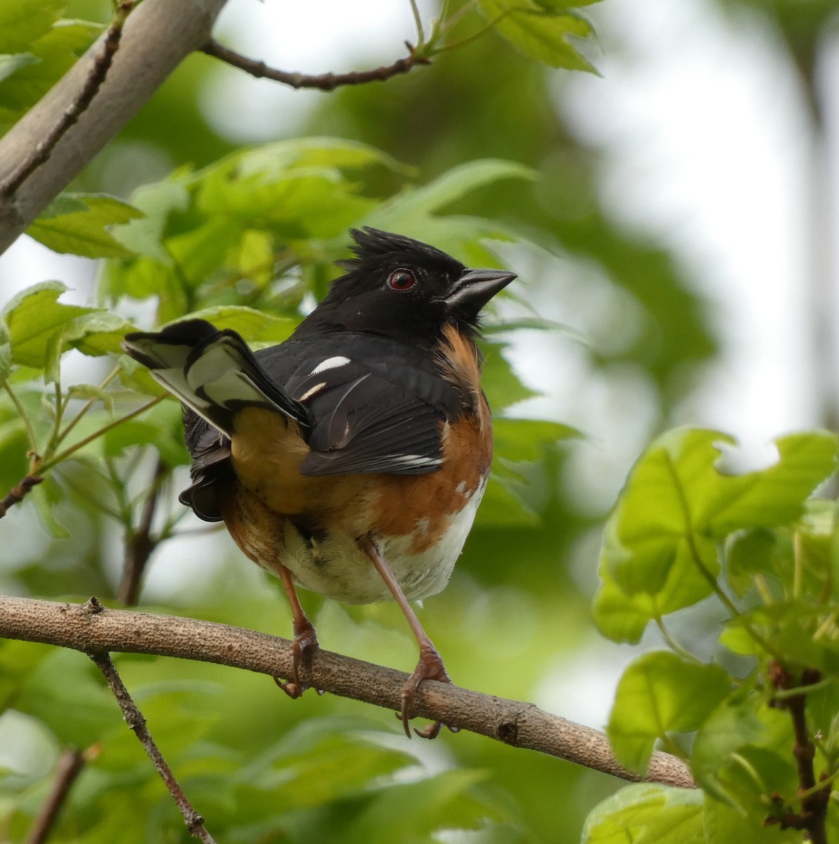 Eastern Towhee - ML451533711